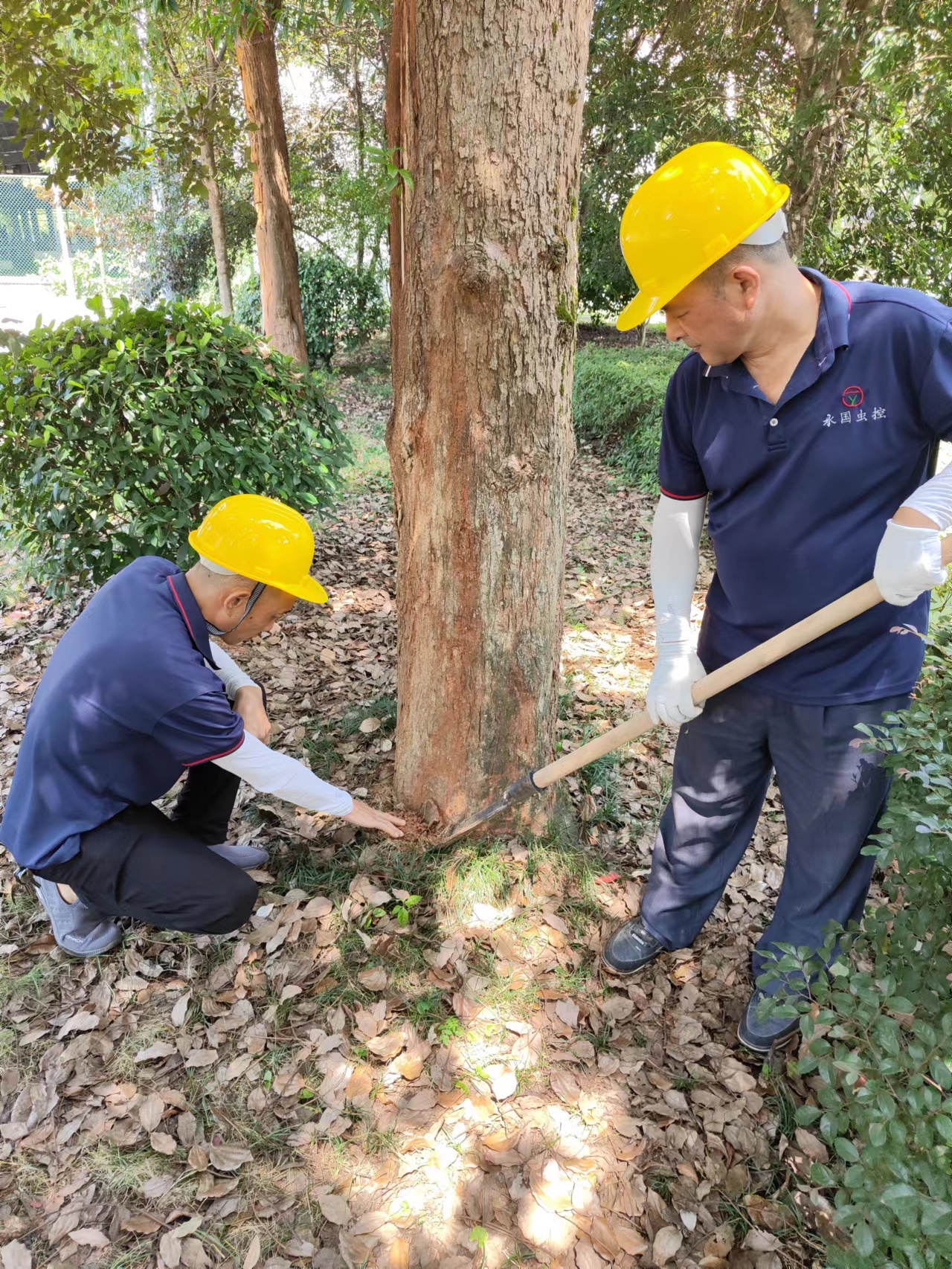 湖南害虫防治,常德害虫防治,常德专业灭鼠,常德专业除虫,常德专业灭蚁